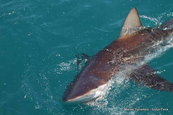 Bronze whaler shark, Shark cage diving, Gansbaai, Western Cape